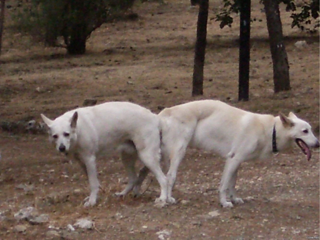 На вид как собаки